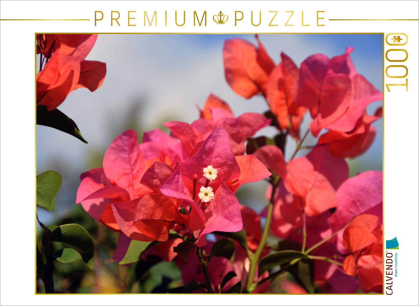 bougainvillea