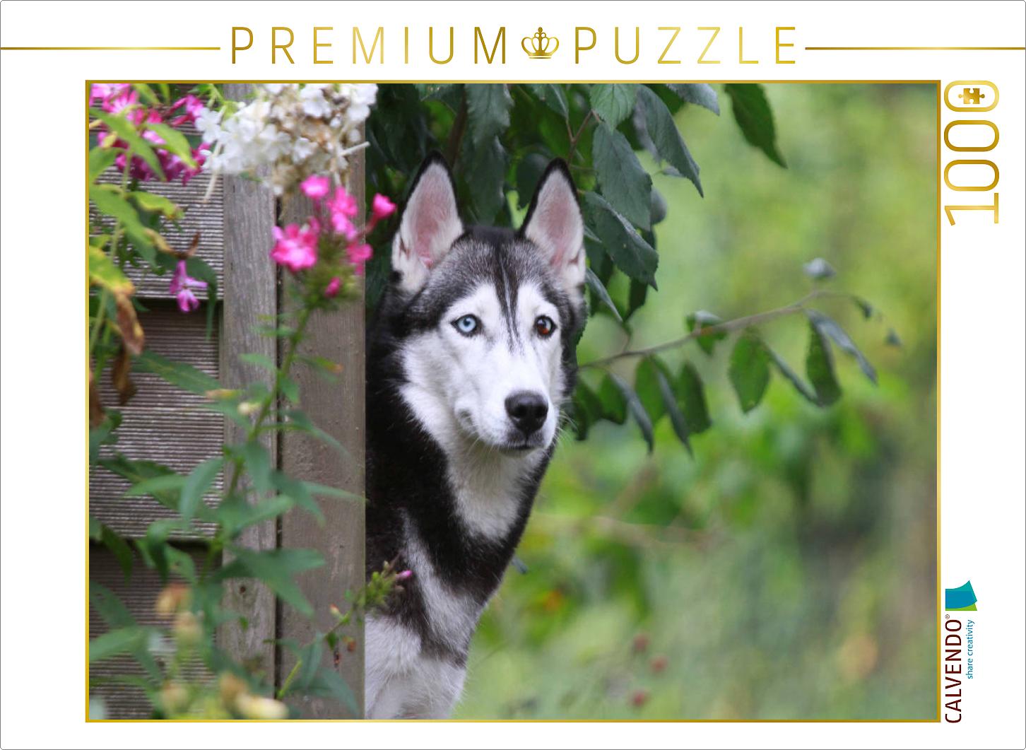 Siberian Husky