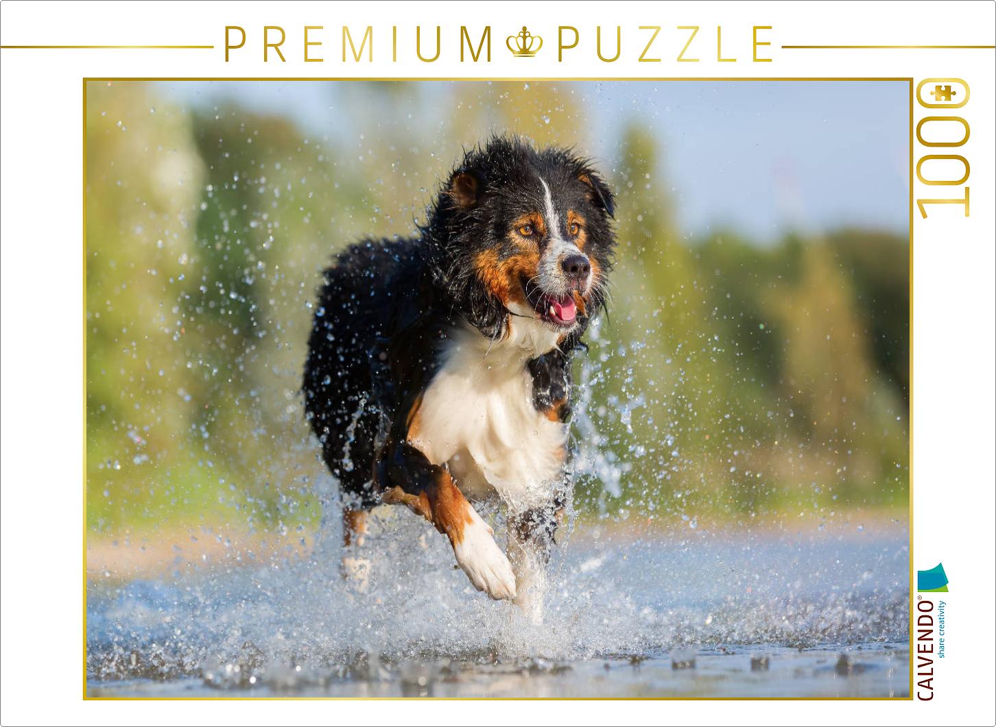 Australian Shepherd rennt durchs Wasser