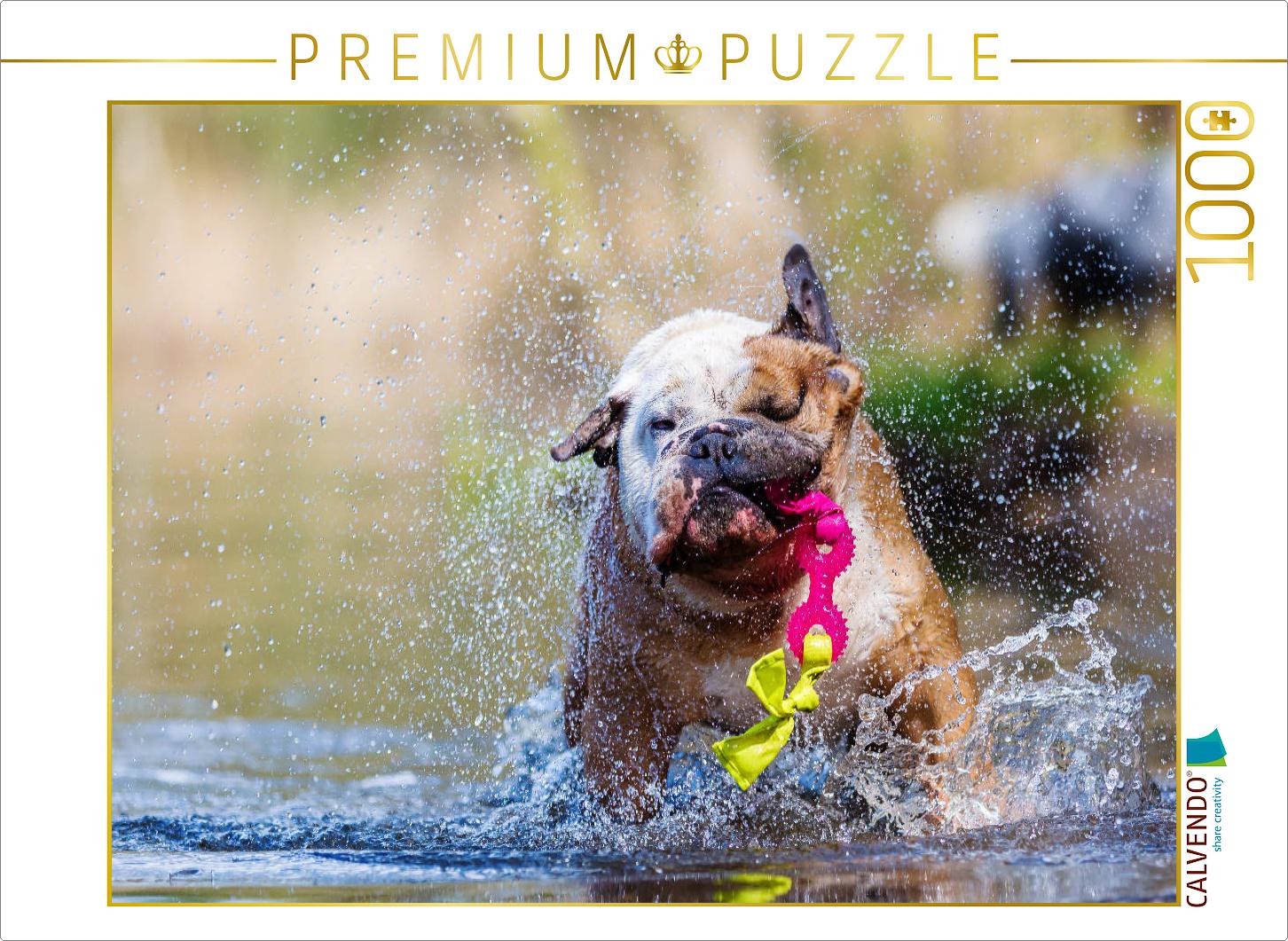Englische Bulldogge im Wasser