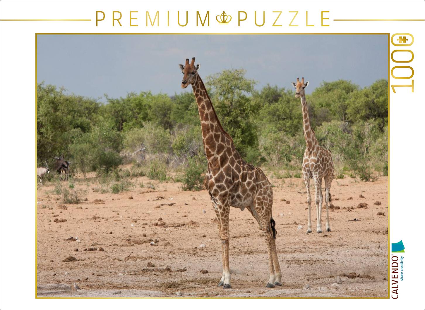 Giraffen im Etosha Nationalpark