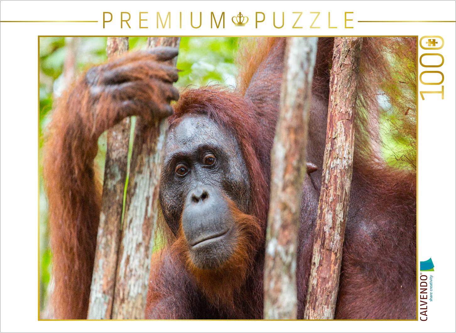 Orang Utan in Kalimantan - Borneo