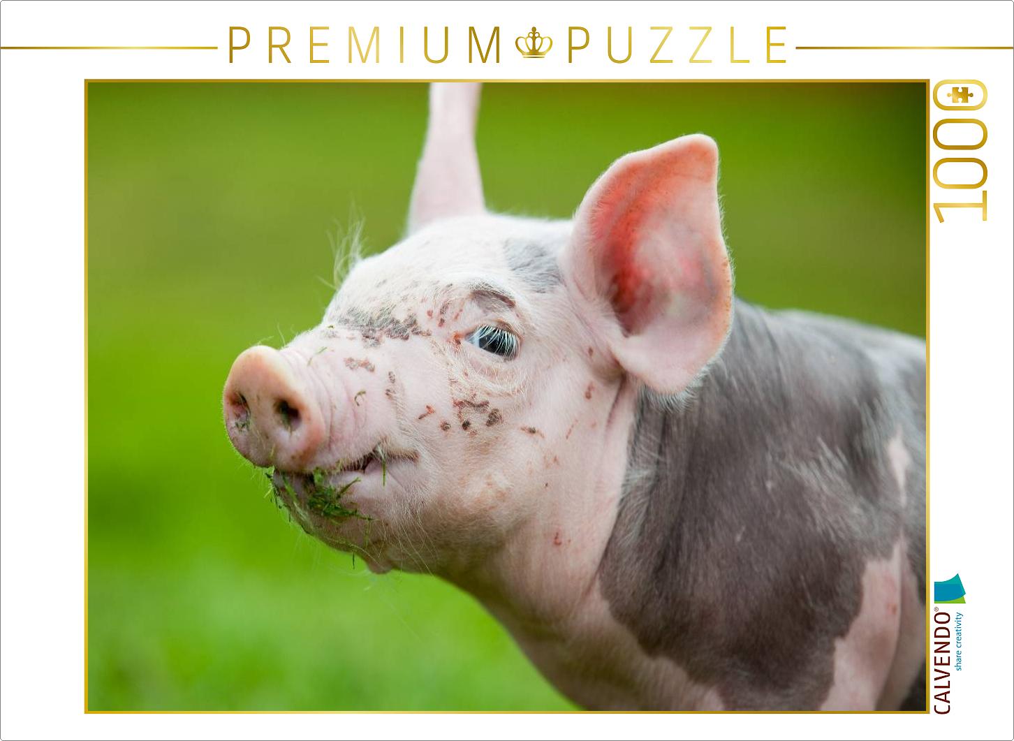 Schwein