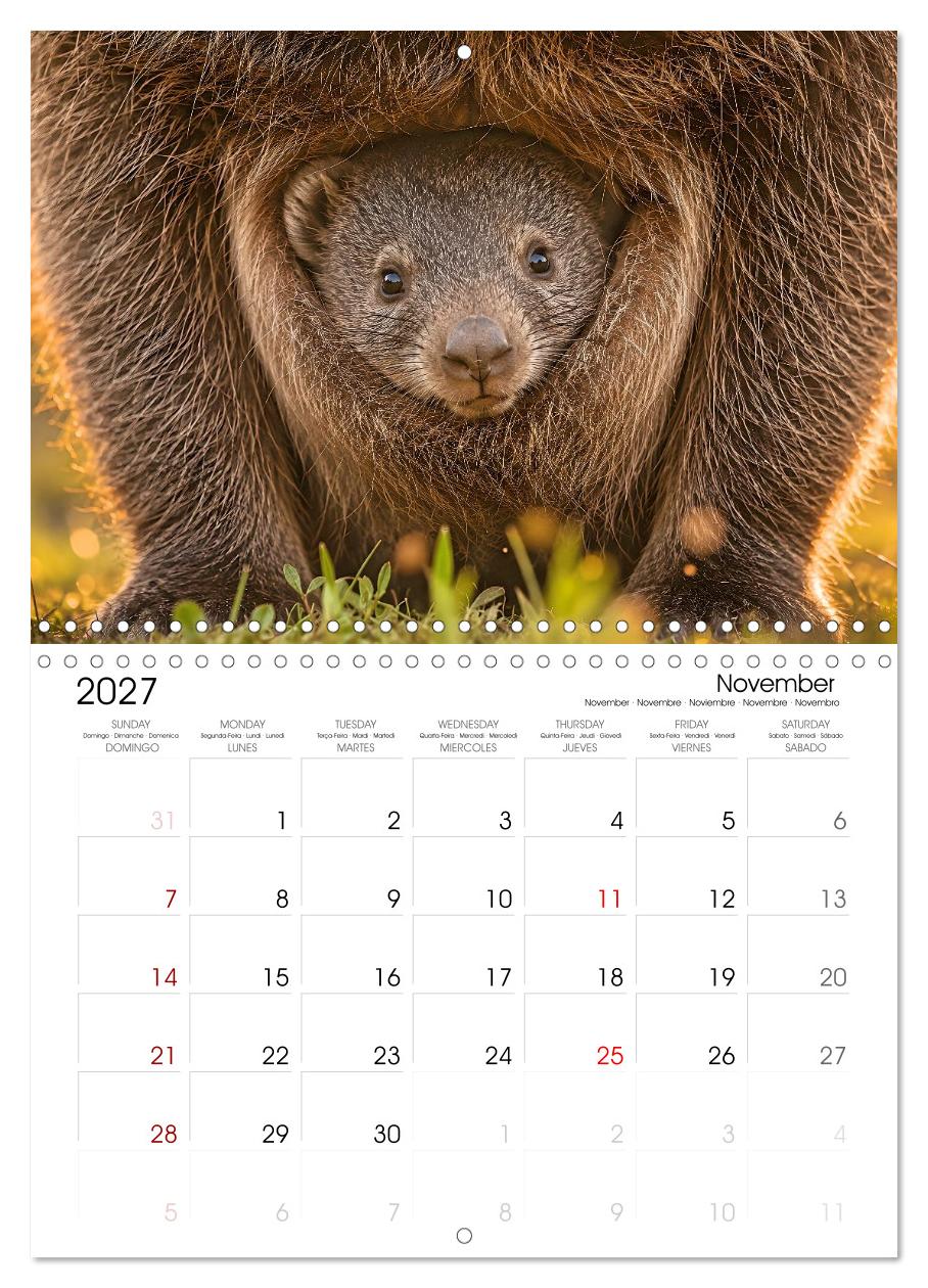 Cute Wombats - The Fluffy Marsupials of Australia