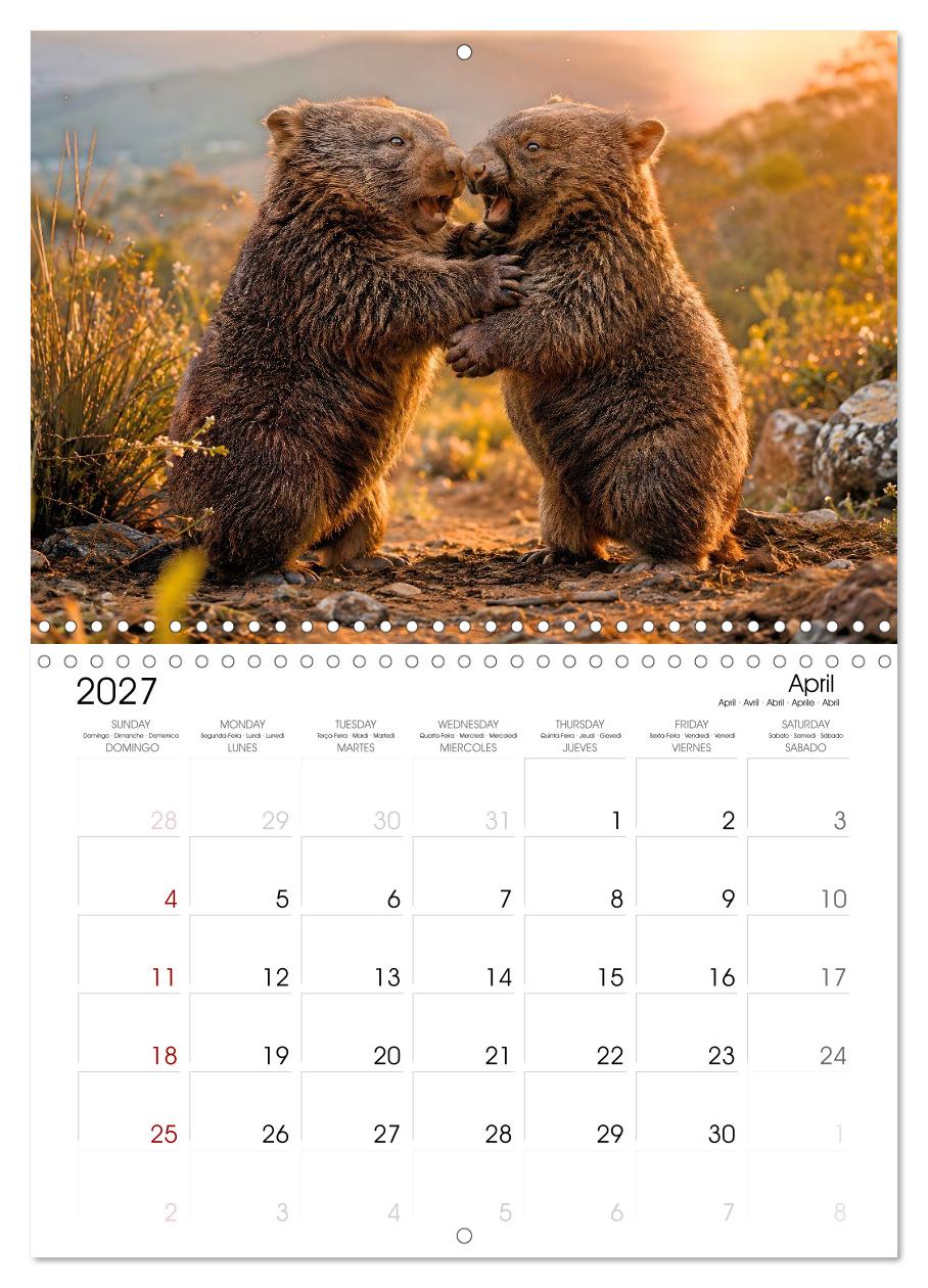 Cute Wombats - The Fluffy Marsupials of Australia