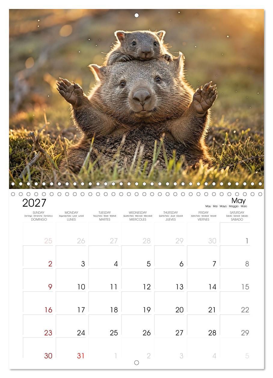 Cute Wombats - The Fluffy Marsupials of Australia