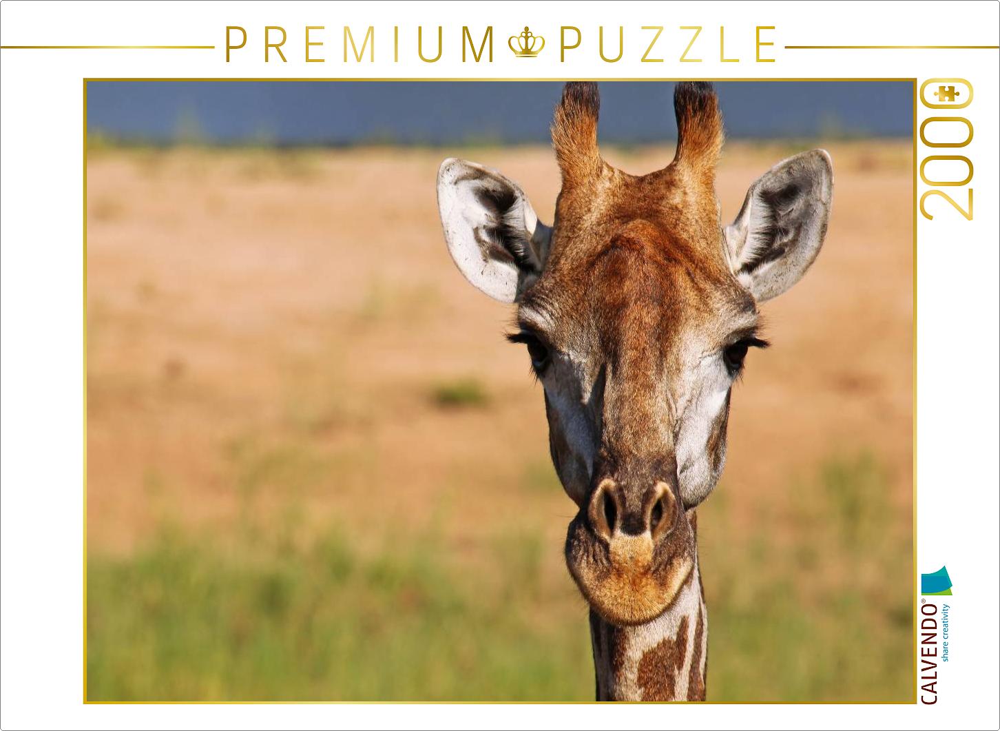 Auge in Auge mit der Giraffe