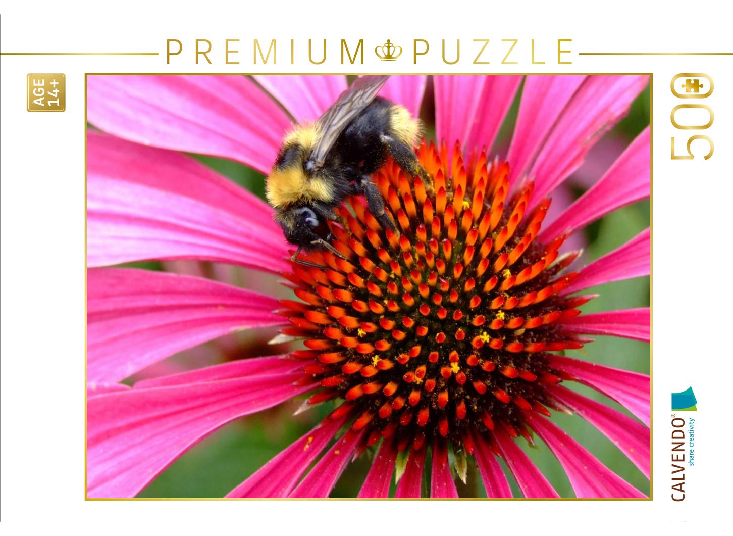 Hummel auf Echinacea