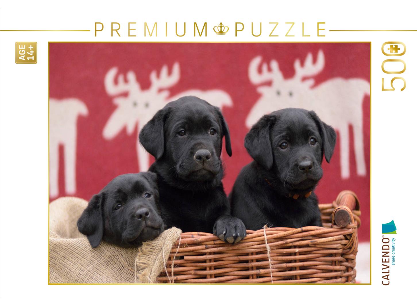 Drei schwarze Labrador Welpen