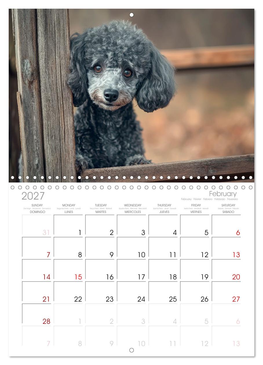 Lieblingshund Pudel