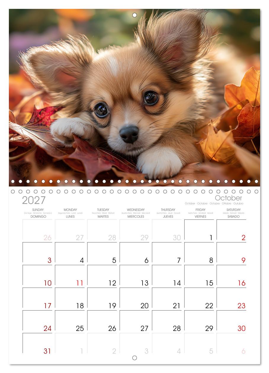 Chihuahua Glücksmomente