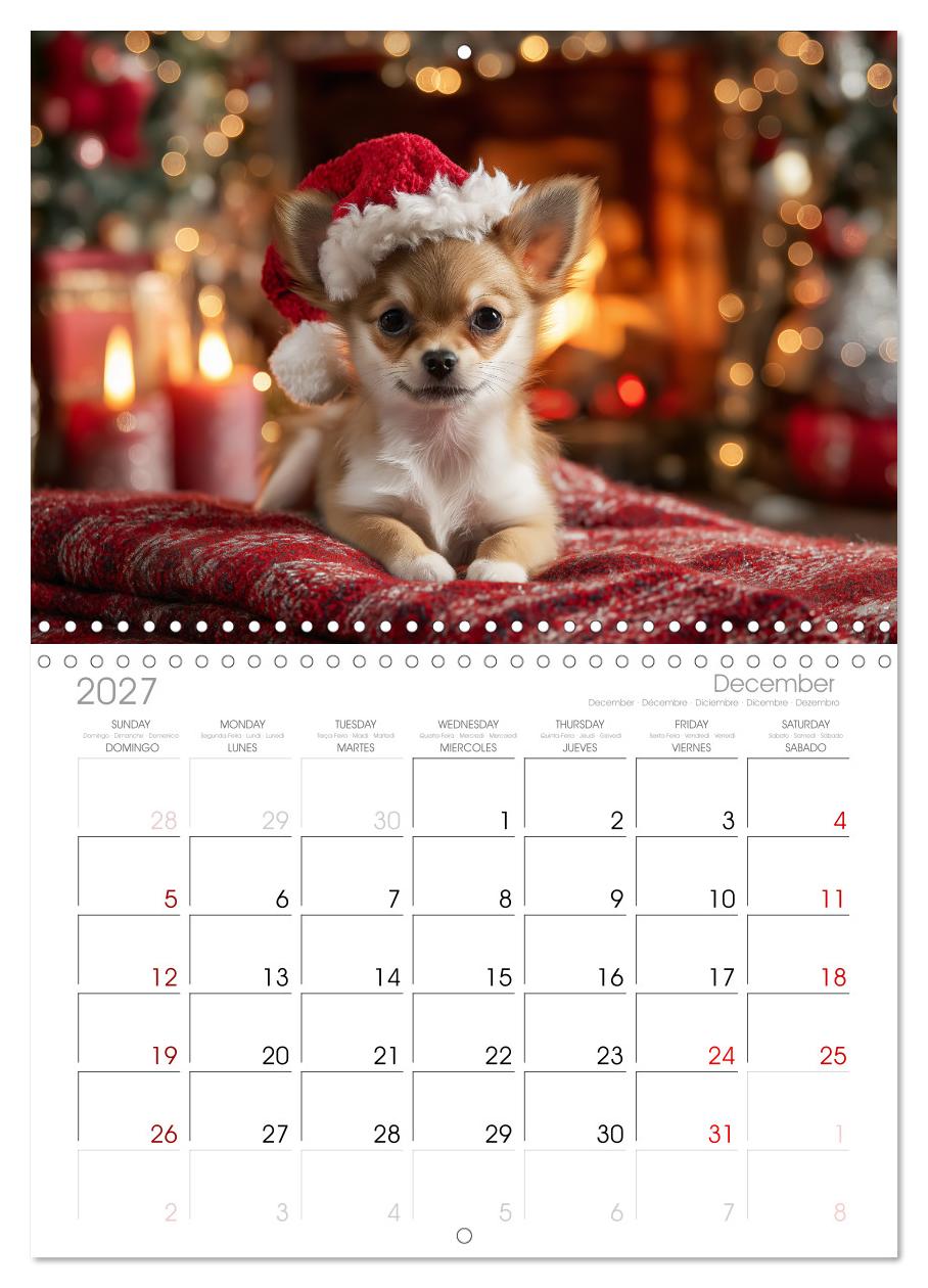 Chihuahua Glücksmomente