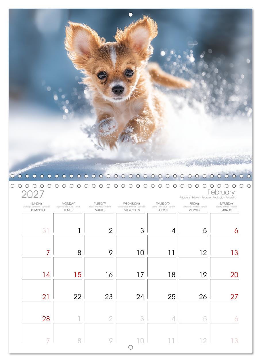 Chihuahua Glücksmomente