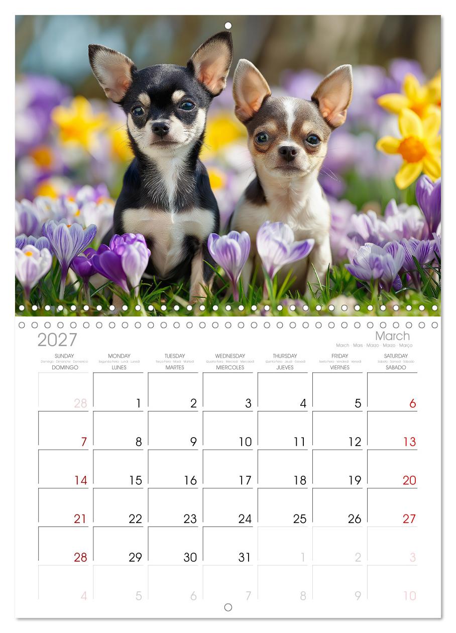 Chihuahua Glücksmomente