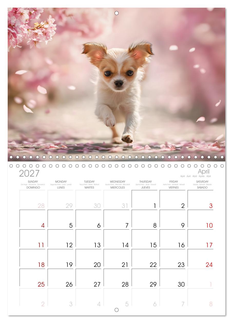 Chihuahua Glücksmomente