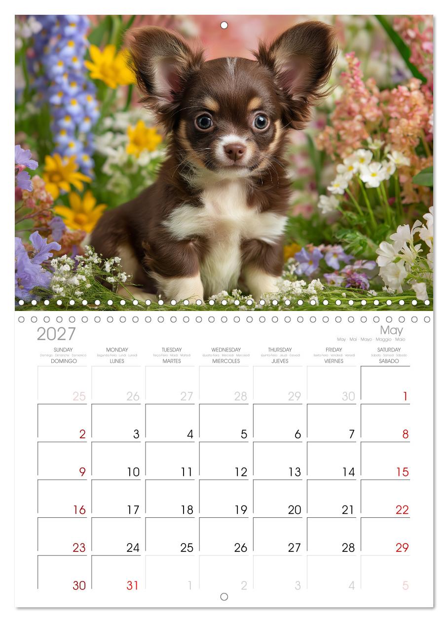Chihuahua Glücksmomente
