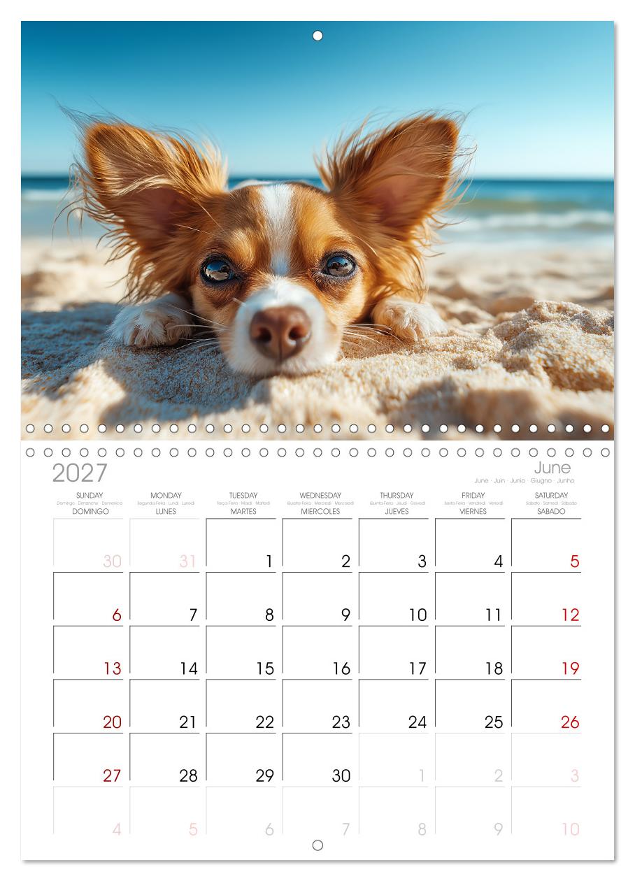 Chihuahua Glücksmomente