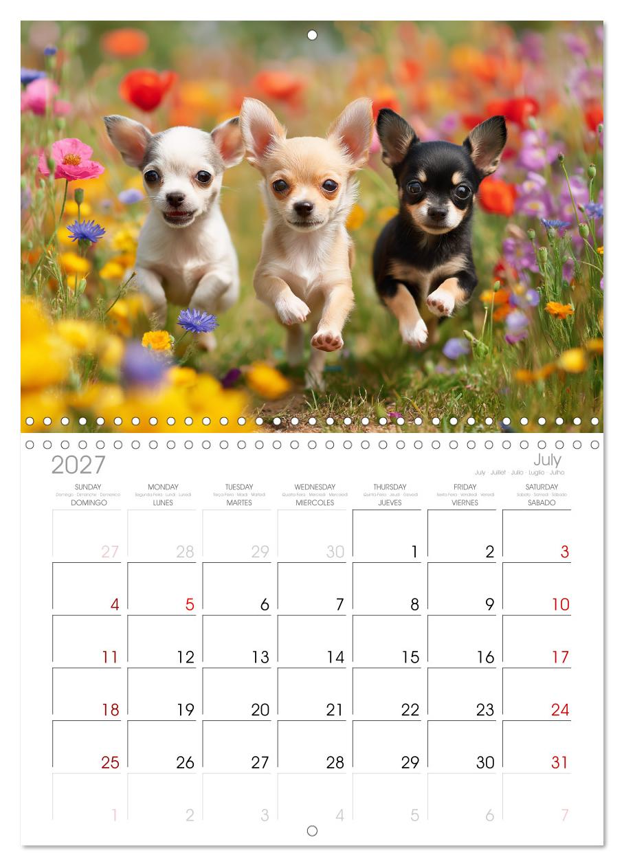 Chihuahua Glücksmomente