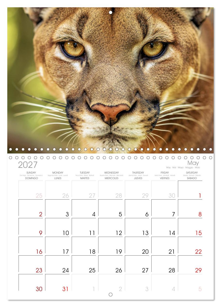 Die Augen der Wildnis