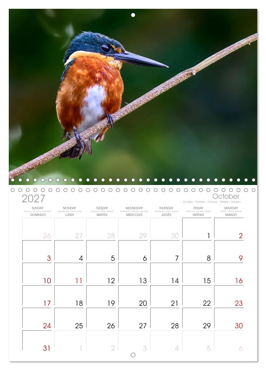 Eisvögel und Kingfisher – Juwelen der Natur