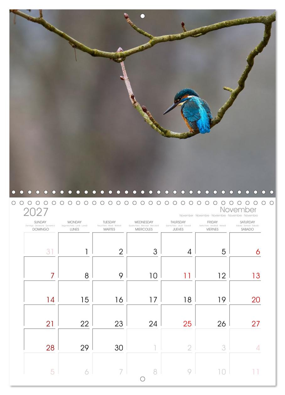 Eisvögel und Kingfisher – Juwelen der Natur