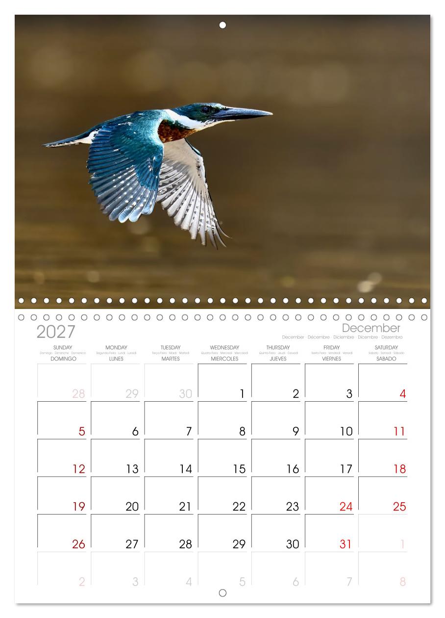 Eisvögel und Kingfisher – Juwelen der Natur