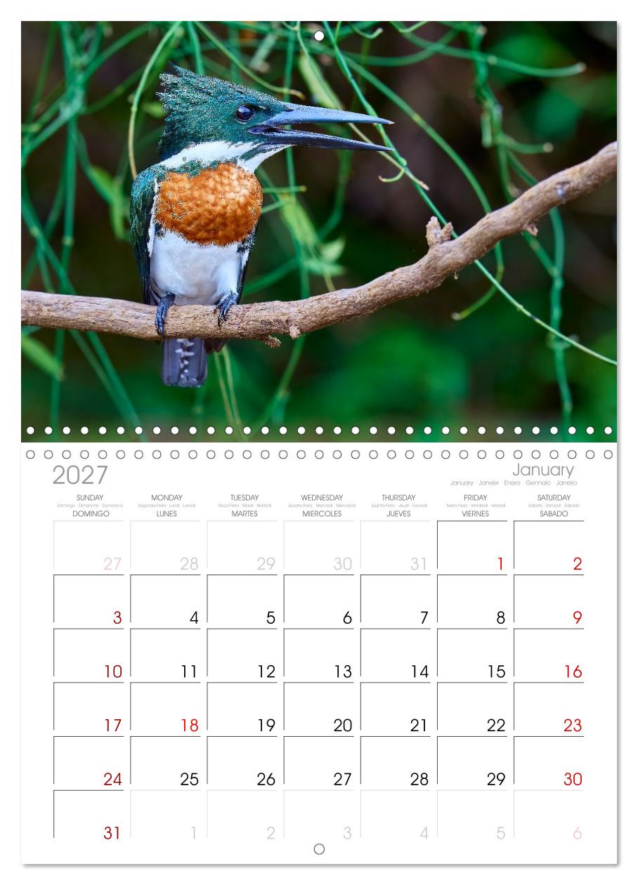 Eisvögel und Kingfisher – Juwelen der Natur