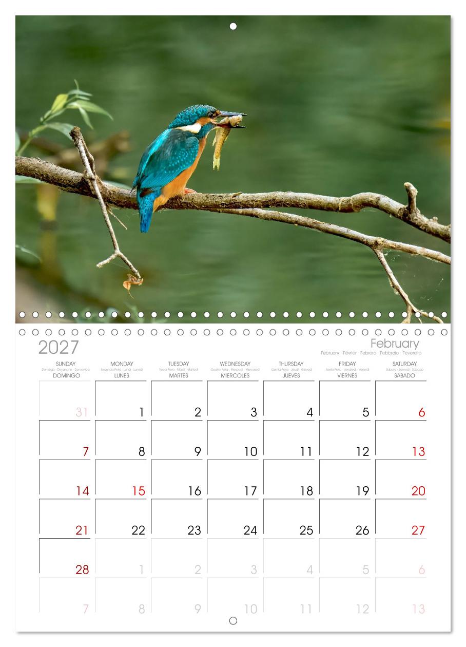 Eisvögel und Kingfisher – Juwelen der Natur