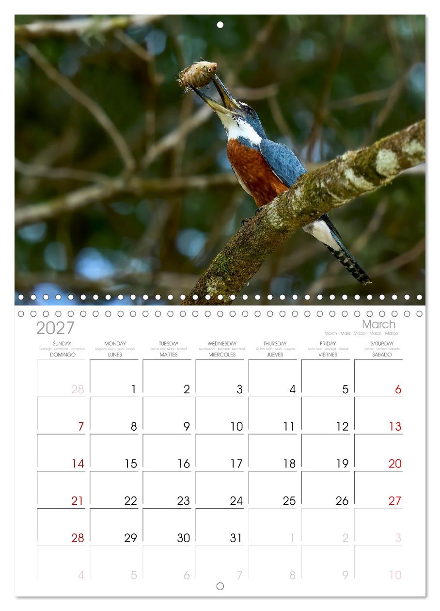 Eisvögel und Kingfisher – Juwelen der Natur