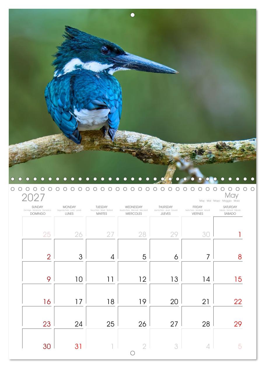 Eisvögel und Kingfisher – Juwelen der Natur