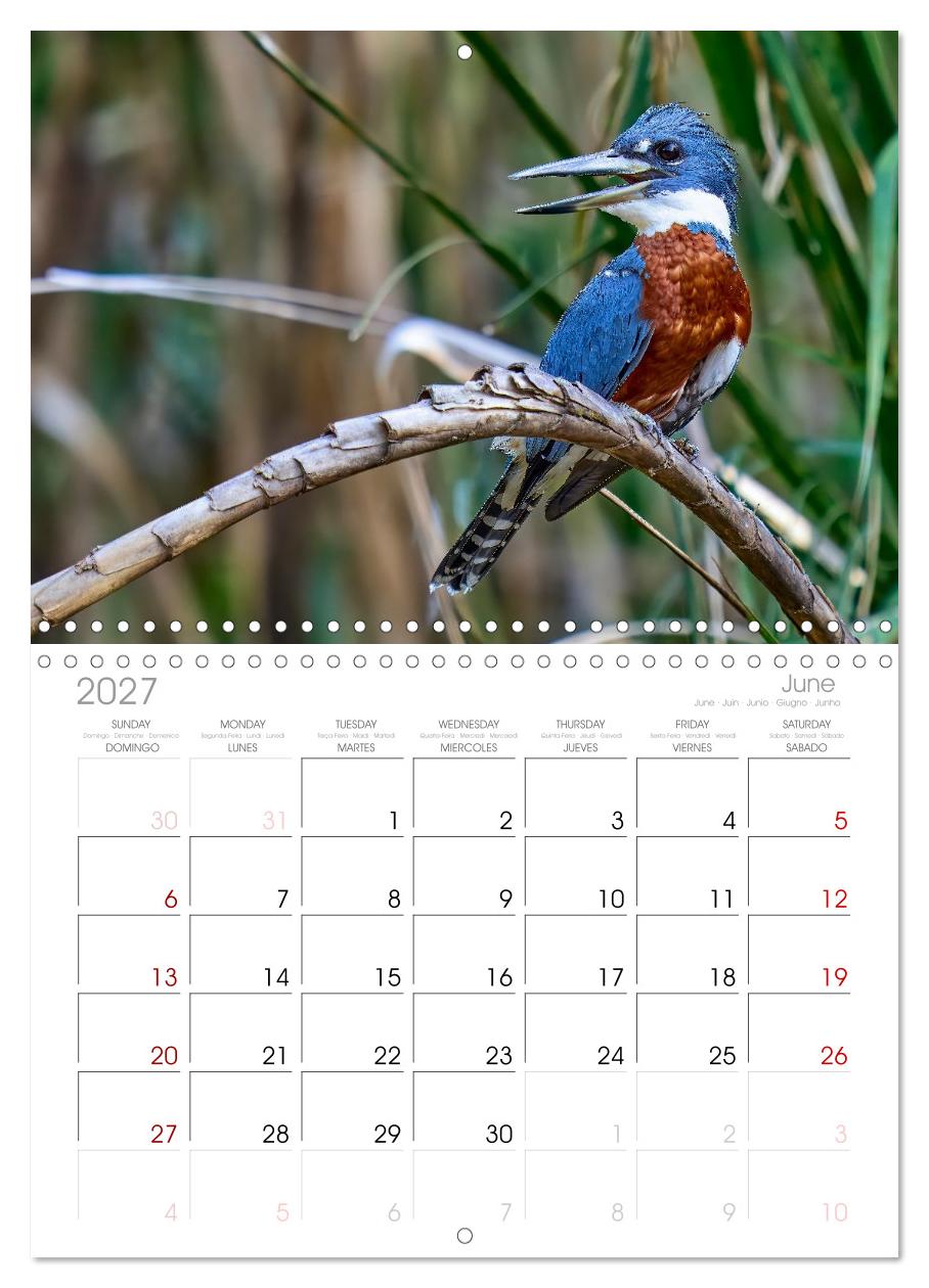 Eisvögel und Kingfisher – Juwelen der Natur