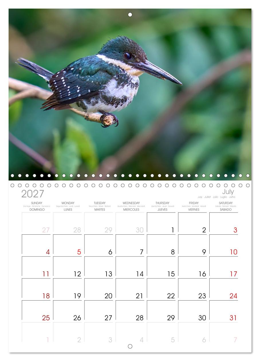 Eisvögel und Kingfisher – Juwelen der Natur