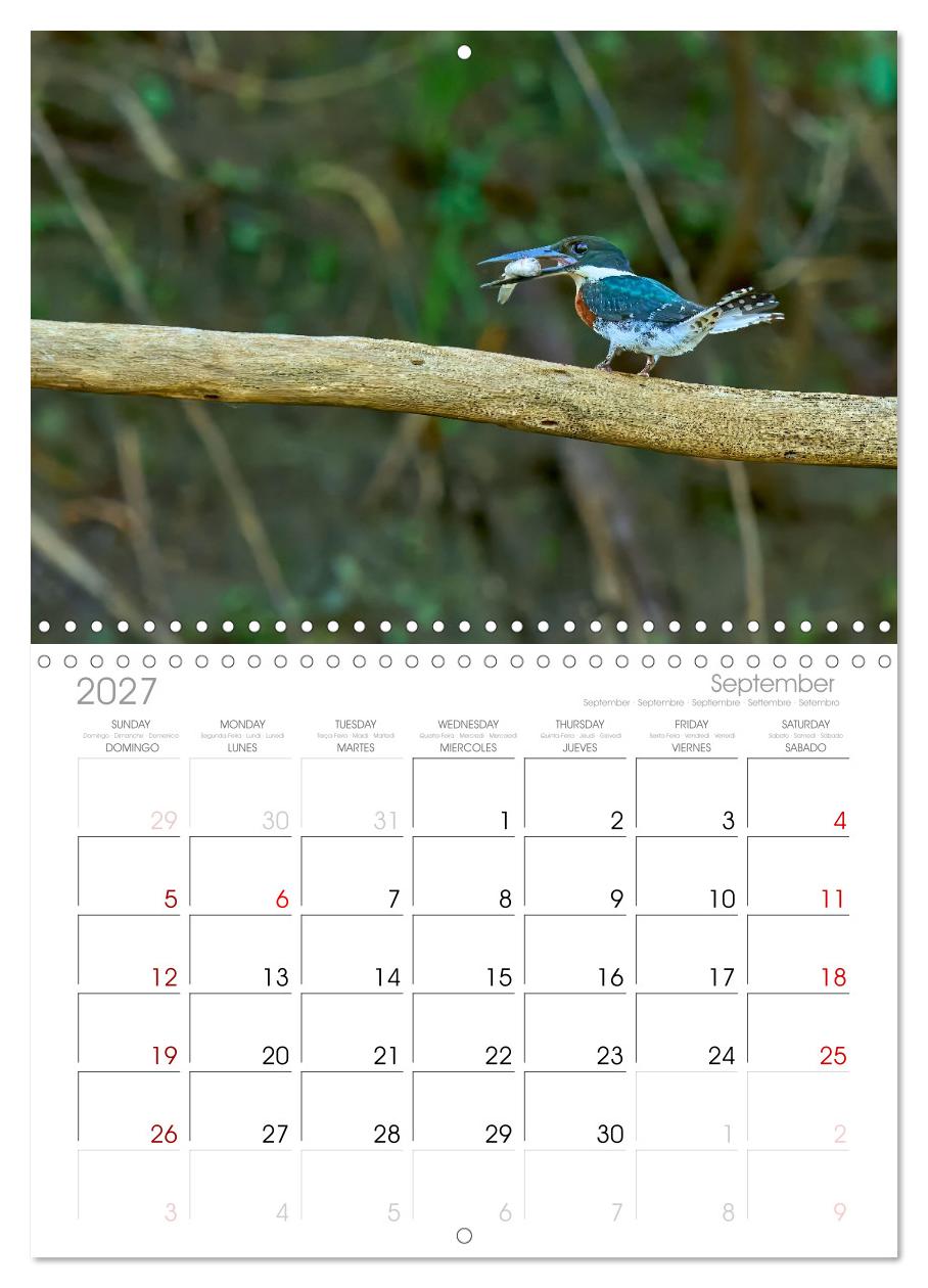 Eisvögel und Kingfisher – Juwelen der Natur