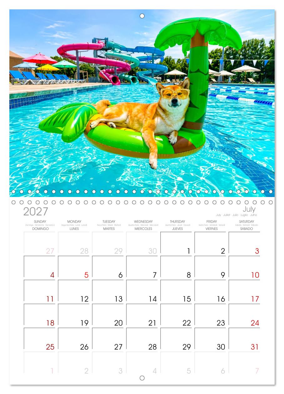 Hunde am Pool - Sommer, Spaß und nasse Pfoten