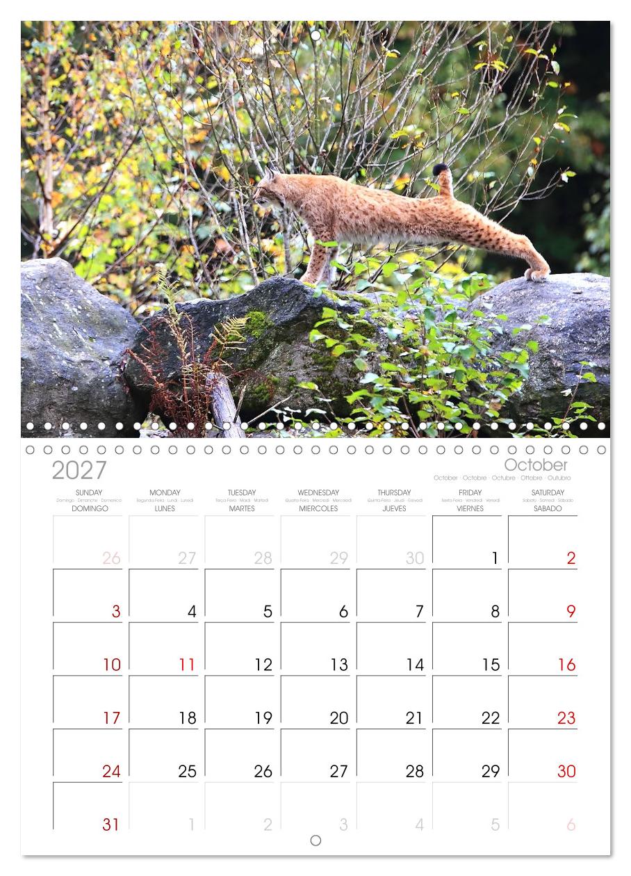Der Luchs, zurück in den heimischen Wäldern