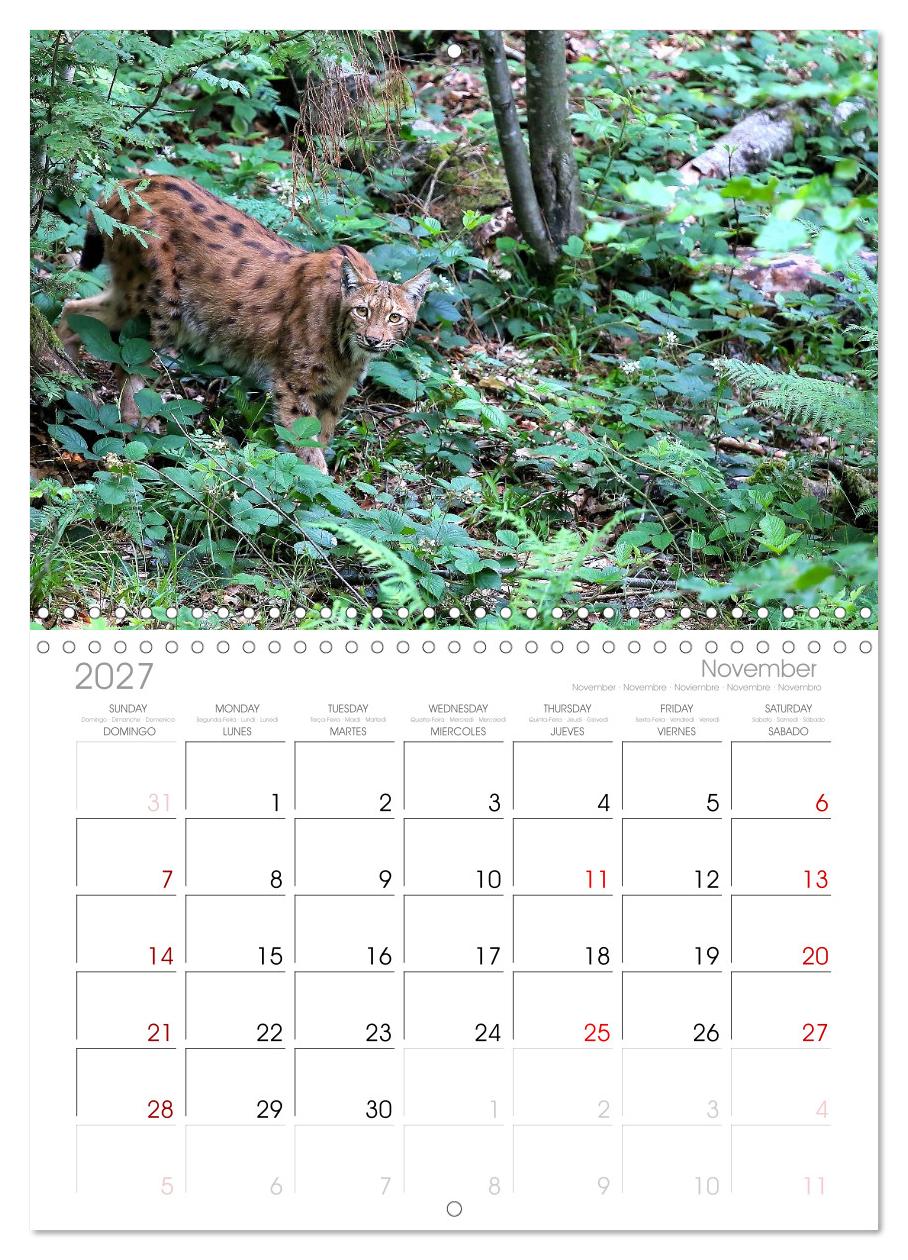Der Luchs, zurück in den heimischen Wäldern