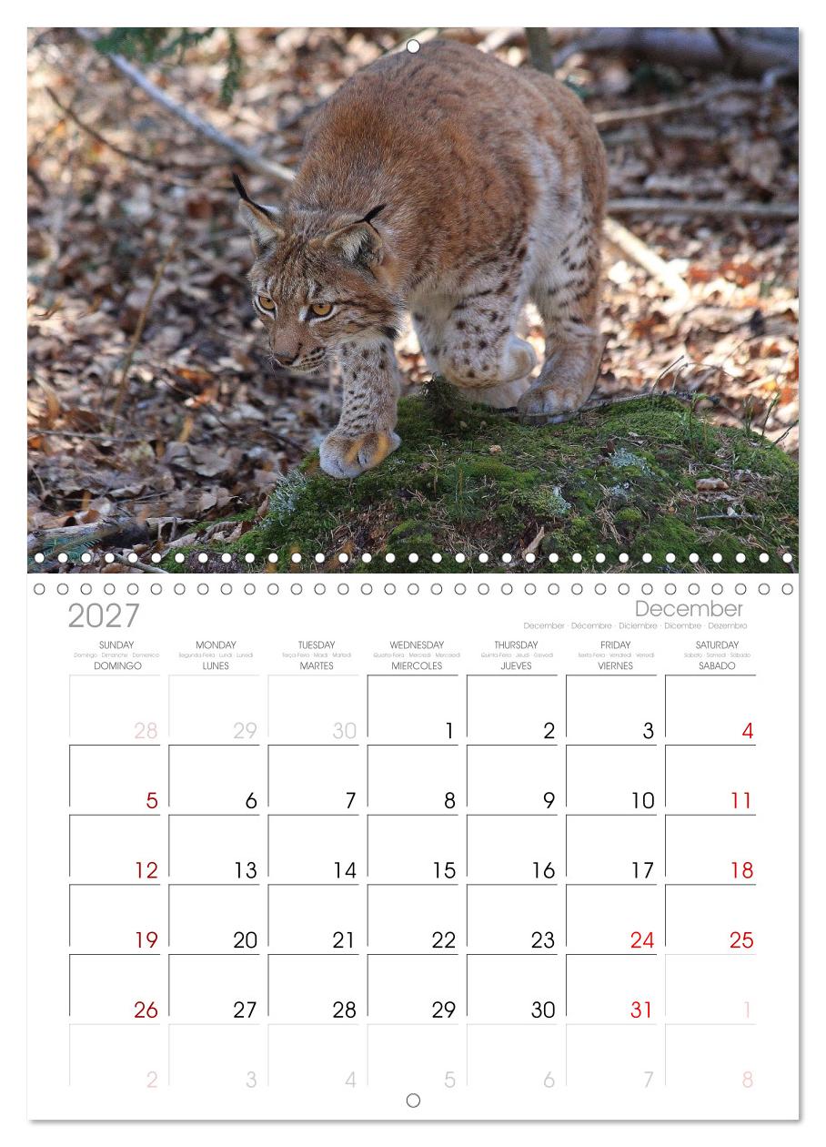 Der Luchs, zurück in den heimischen Wäldern