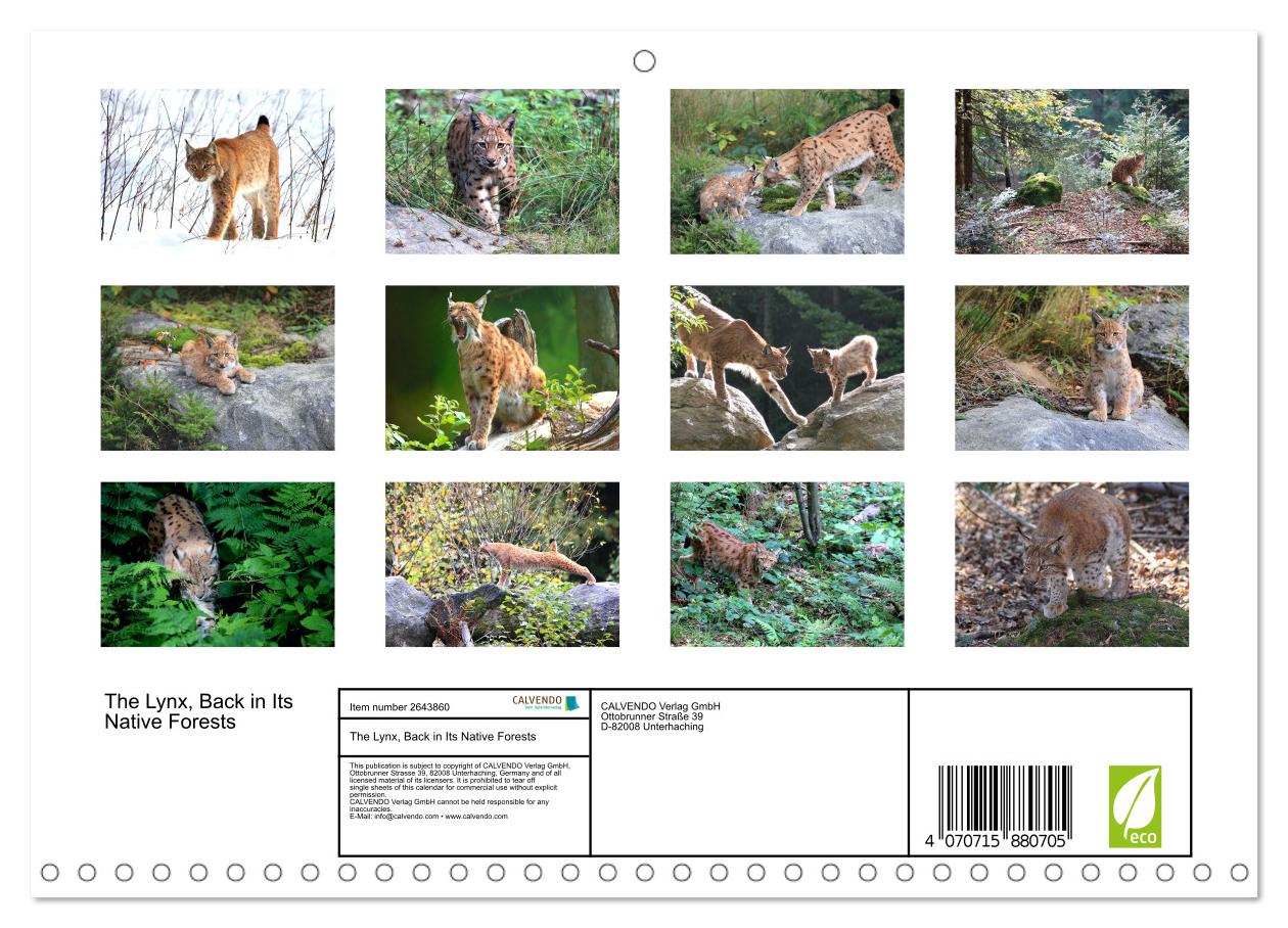 Der Luchs, zurück in den heimischen Wäldern