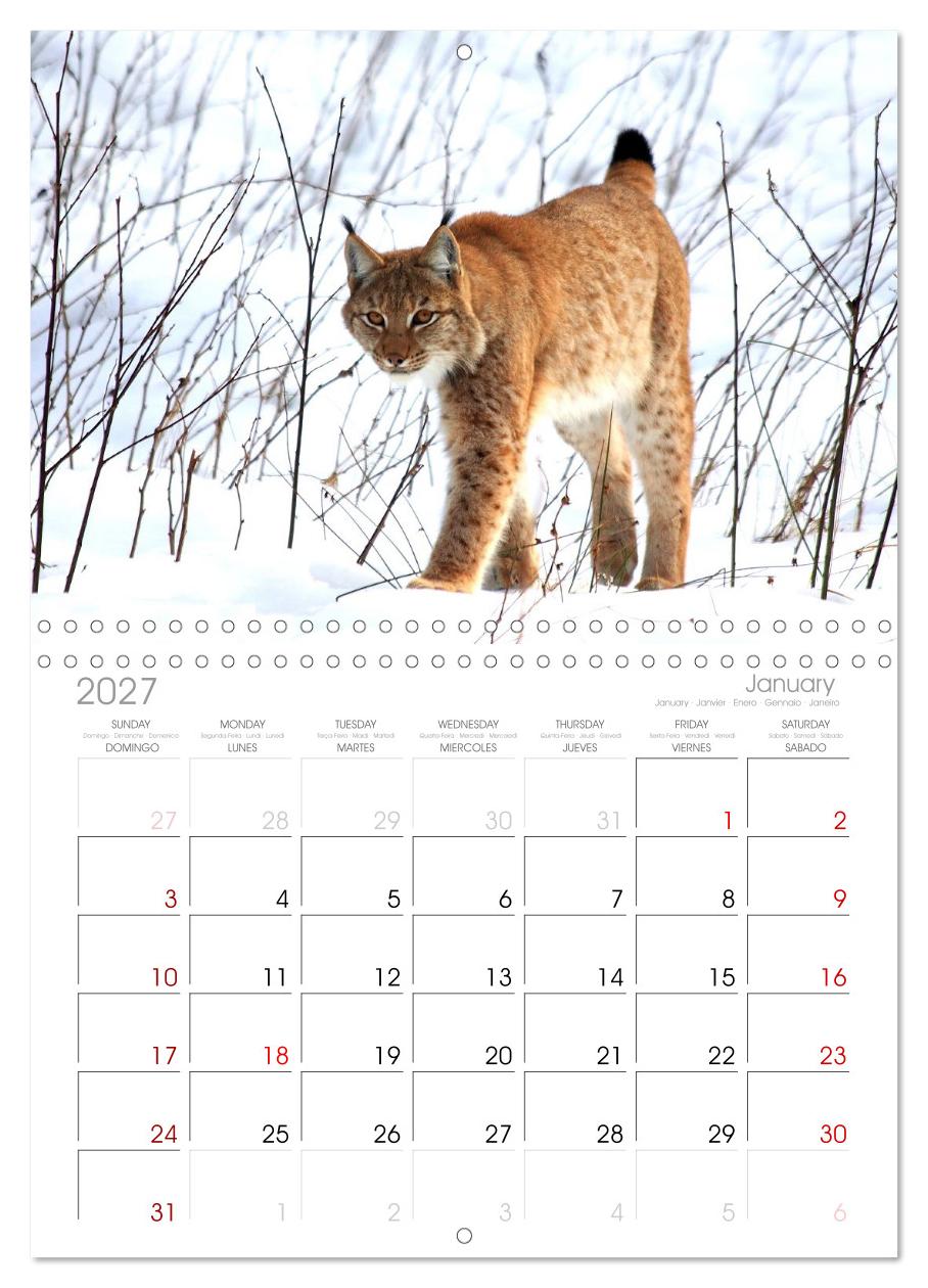Der Luchs, zurück in den heimischen Wäldern