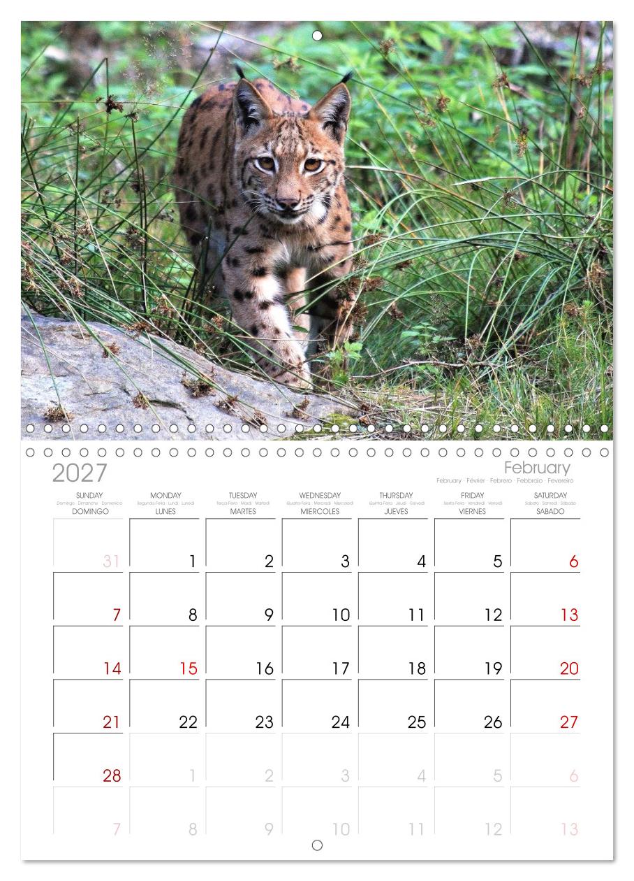 Der Luchs, zurück in den heimischen Wäldern