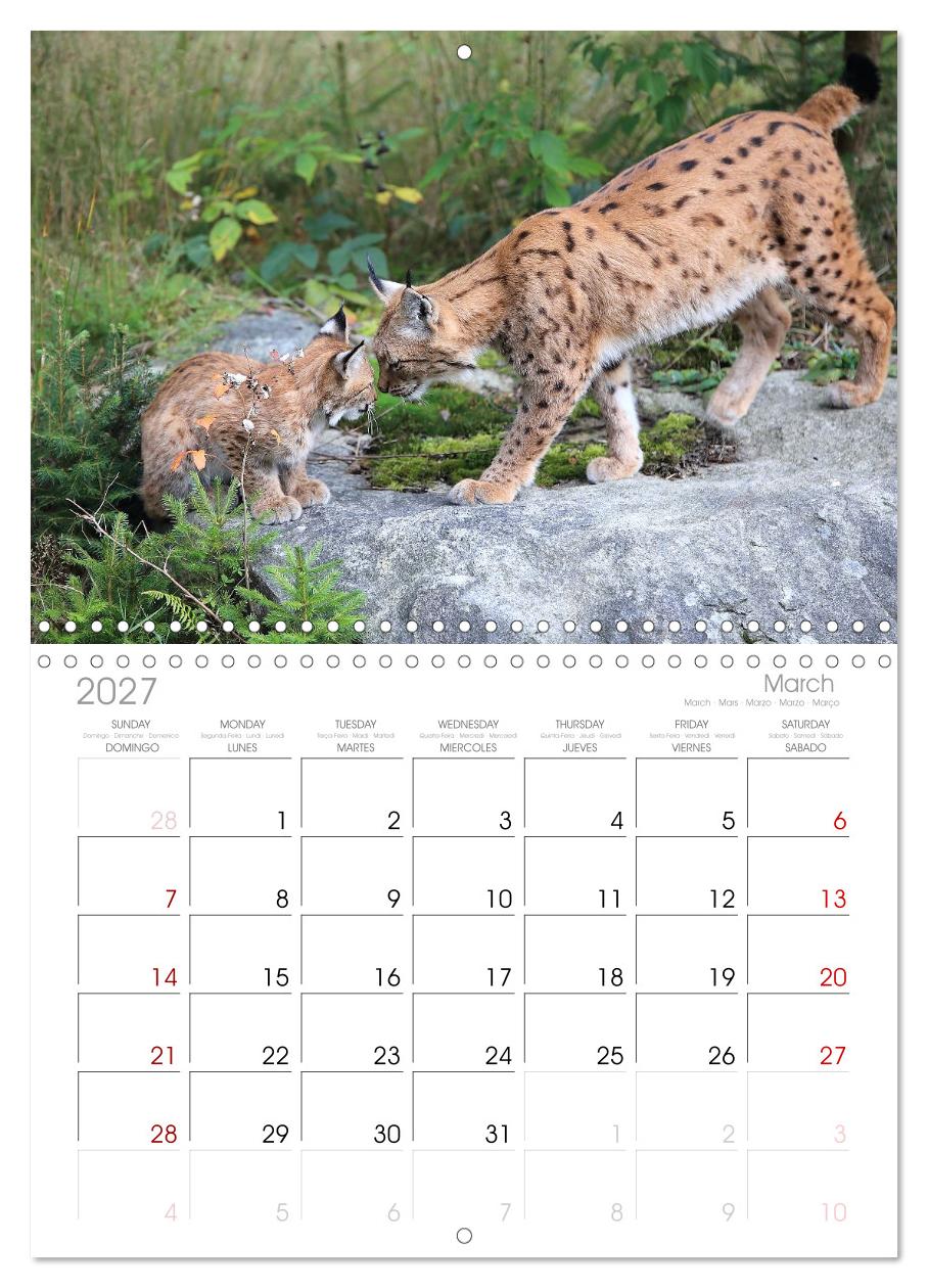 Der Luchs, zurück in den heimischen Wäldern