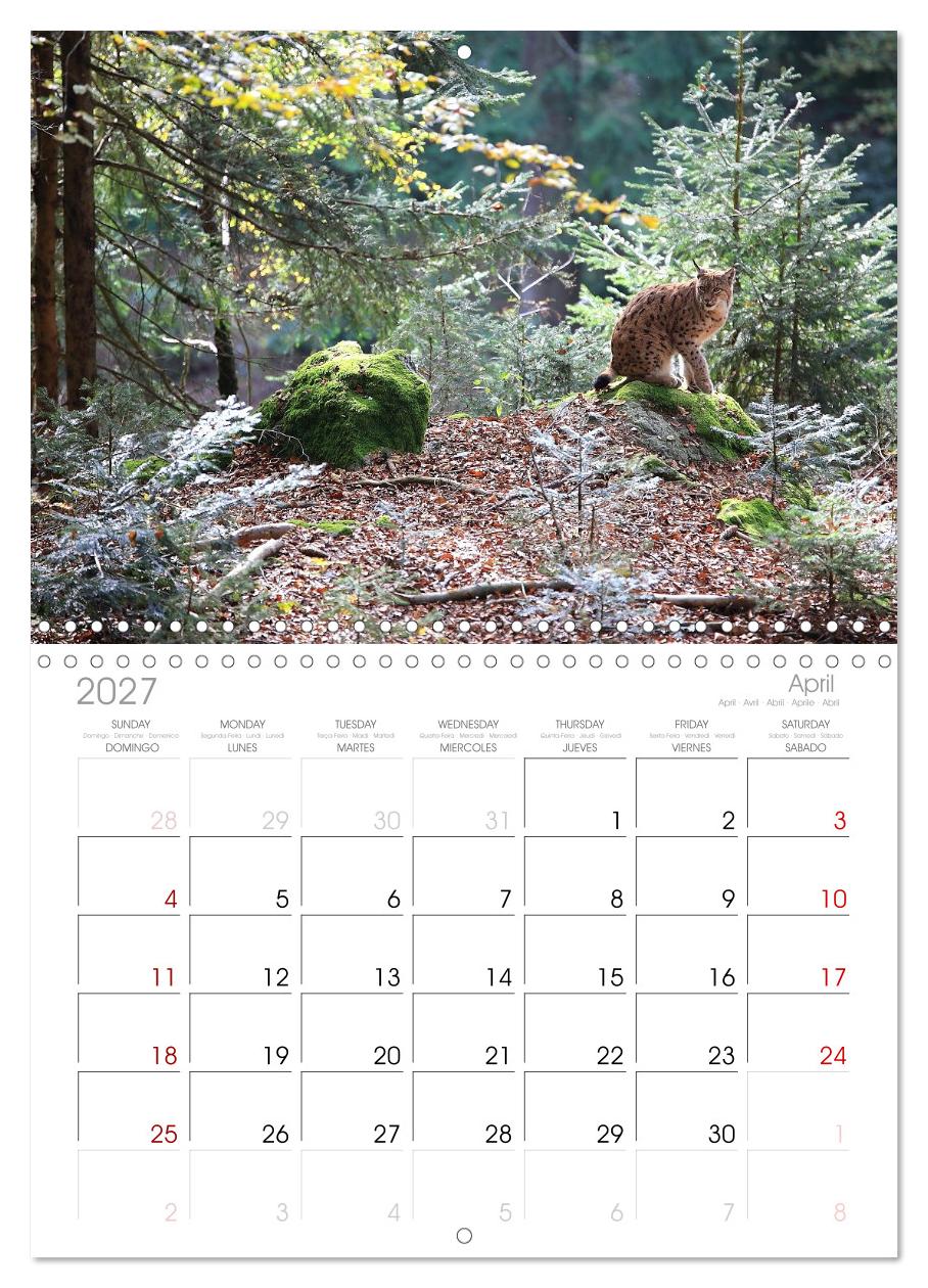 Der Luchs, zurück in den heimischen Wäldern