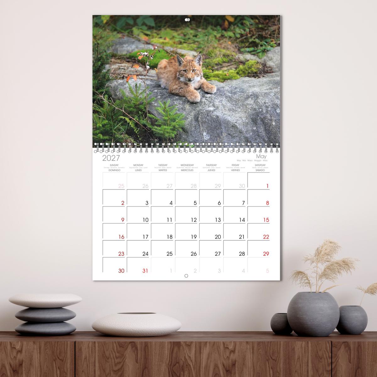 Der Luchs, zurück in den heimischen Wäldern
