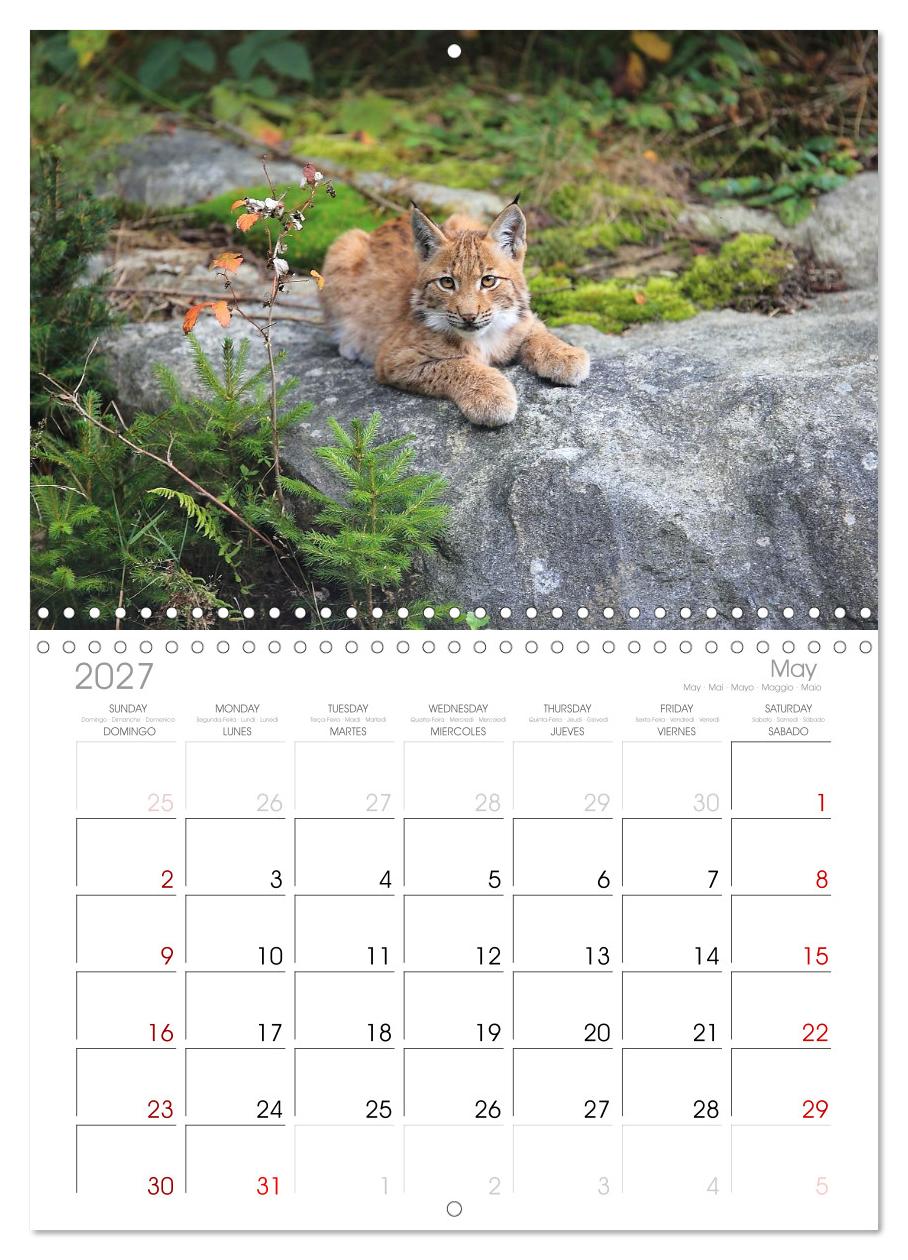 Der Luchs, zurück in den heimischen Wäldern