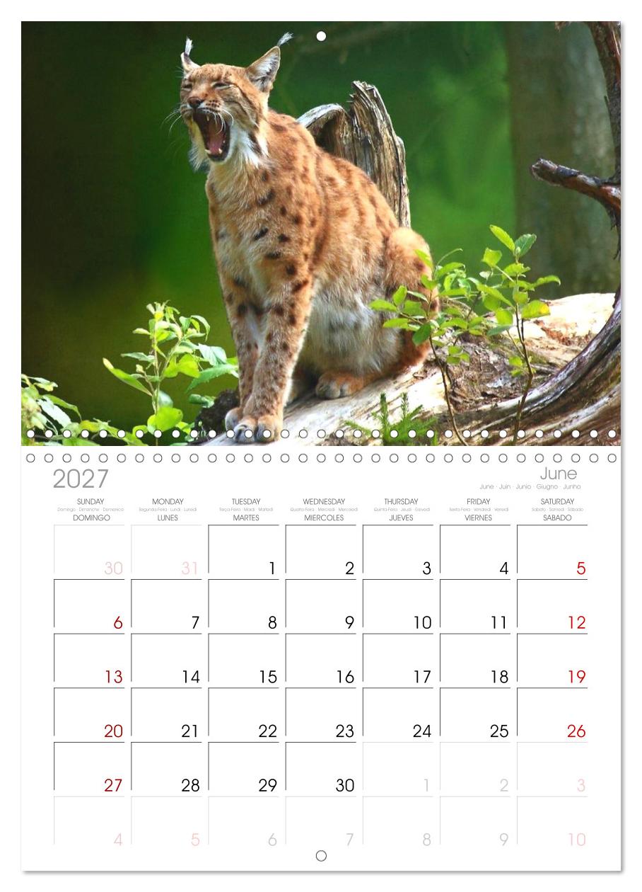 Der Luchs, zurück in den heimischen Wäldern
