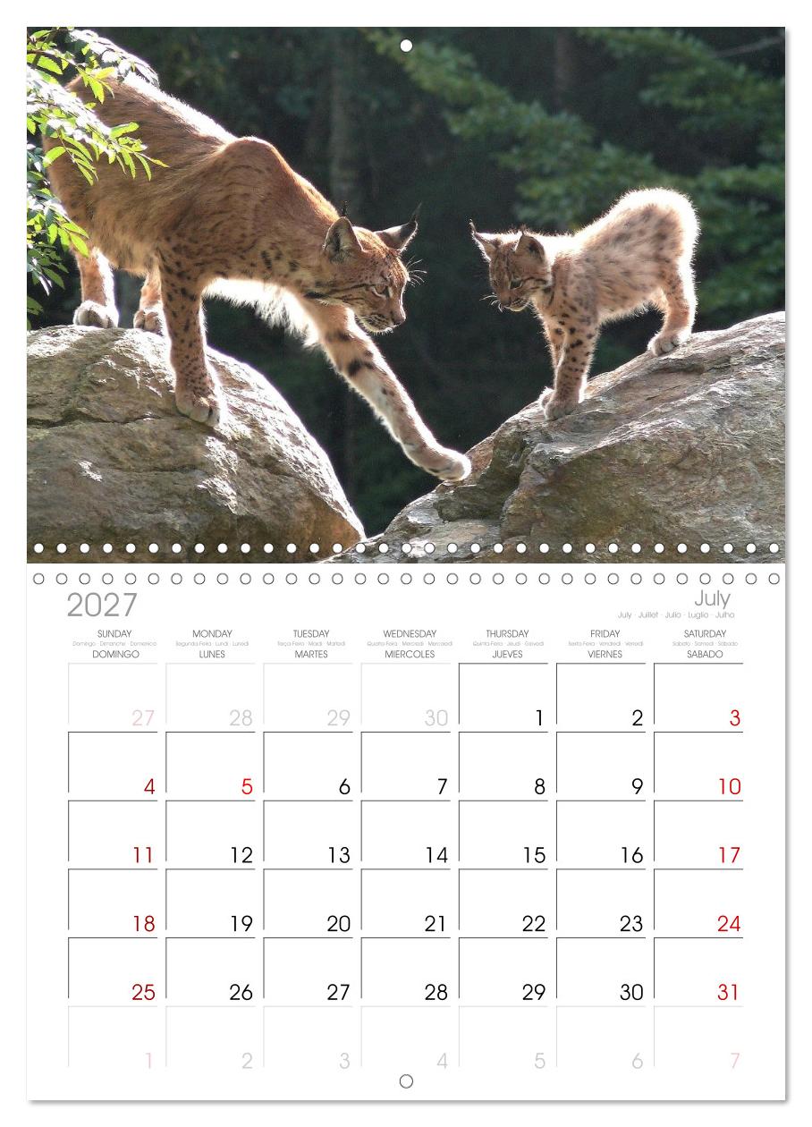 Der Luchs, zurück in den heimischen Wäldern