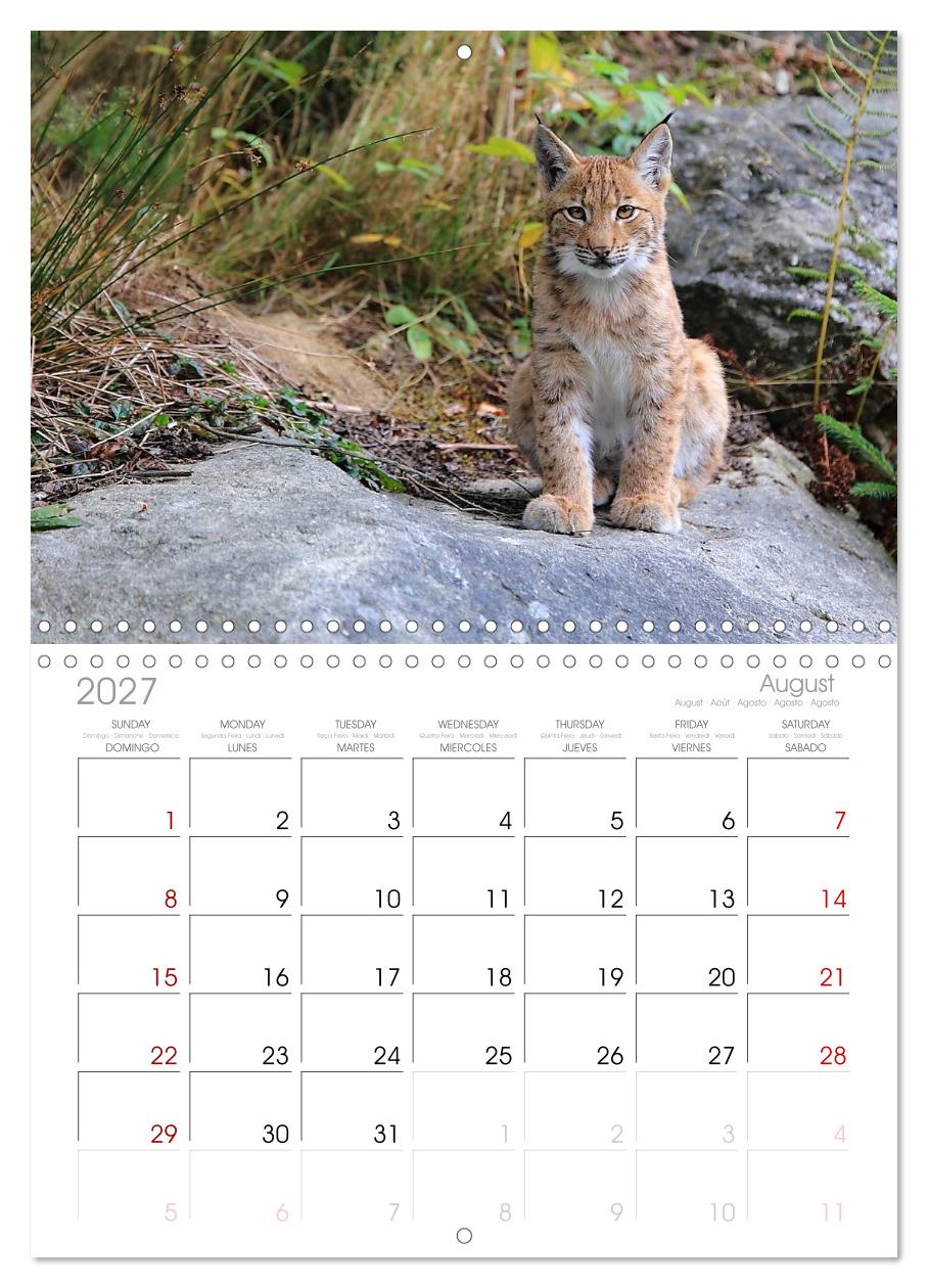 Der Luchs, zurück in den heimischen Wäldern