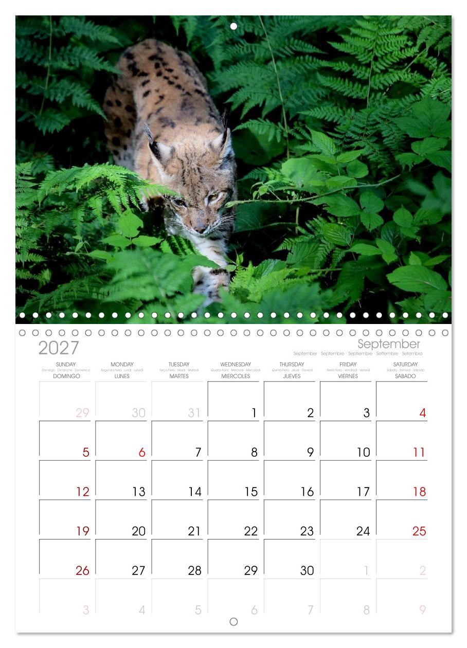 Der Luchs, zurück in den heimischen Wäldern