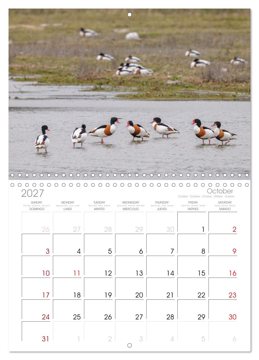 Gans schön wild