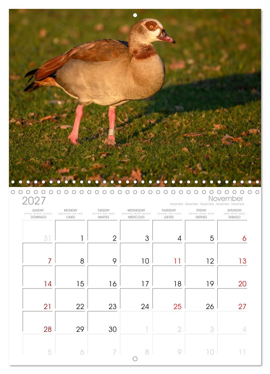 Gans schön wild